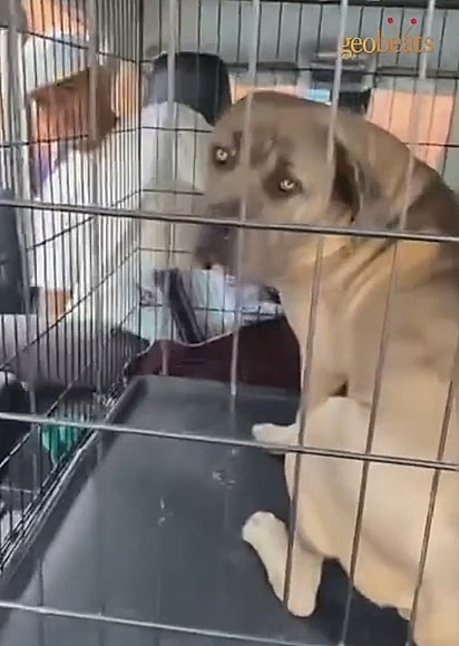 Os voluntários conseguiram até uma caixa grande o suficiente para levar o cão.