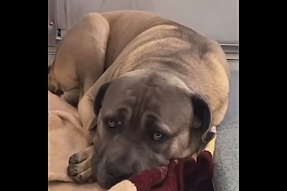 Achavam que cão gigante era malvado mas ele se revela o ser mais gentil ao receber uma chance