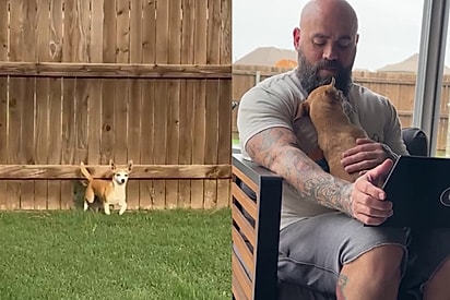 Família em luto após perder cachorrinha começa a receber uma visita ilustra de vizinha todos os dias