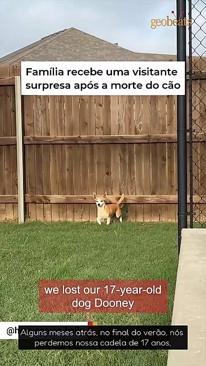 Cachorrinha começa a visitar todos os dias vizinhos que estavam em luto após perder pet.