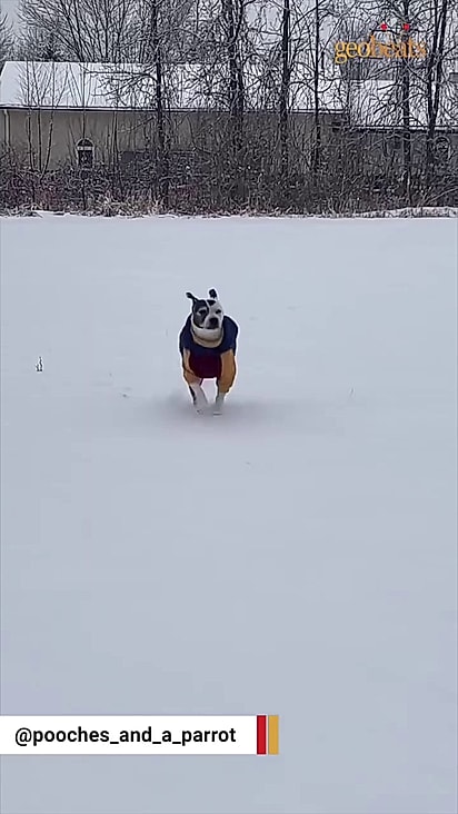 A chegada da pitbull mais nova trouxe mobilidade para o cão idoso.