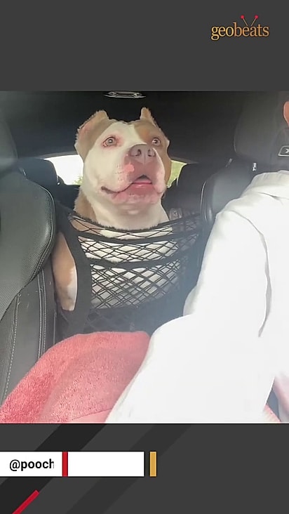 Lucy foi adotada no mesmo canil que Domino.