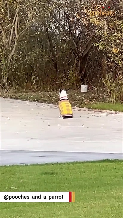 O cachorro se sentia solitário antes.
