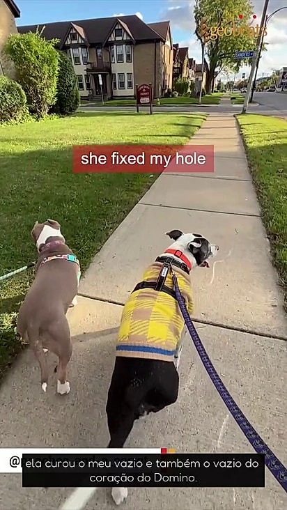 Domino virou outro cão com a chegada de Lucy