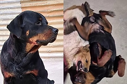 Cão de rua oferece ajuda para rottweiler abandonado que não sabia atravessar a rua e cena comove