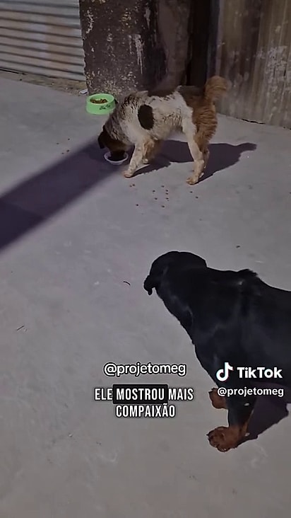 Cosme começou a cuidar de Damião.