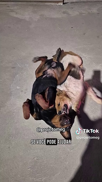 O vira-lata parecia entender a confusão do rot.