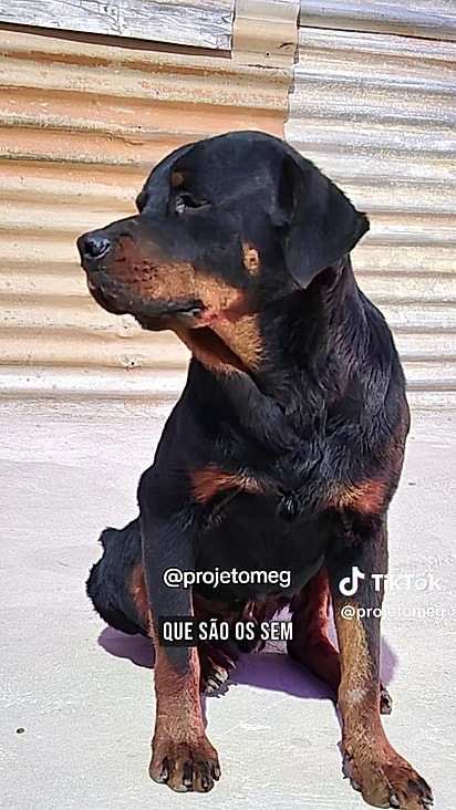 Damião encontrou um companheiro na rua.