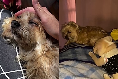 Família descobre que cachorra shih-tzu é caramelofóbica e encontra solução genial para o problema