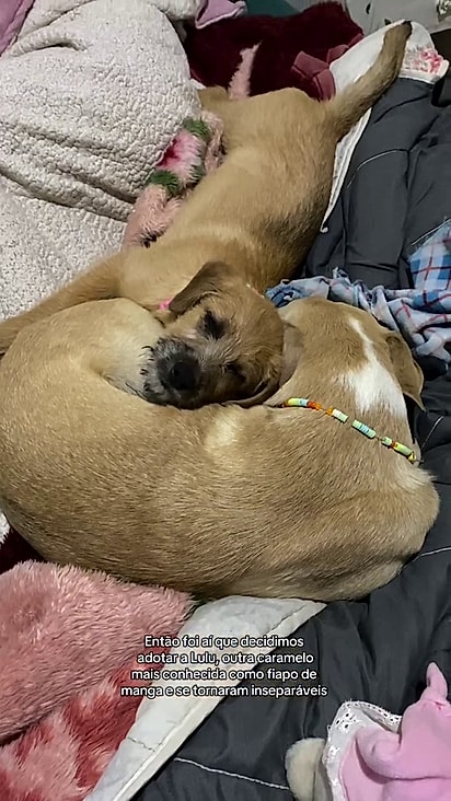 Pupu e Lulu se tornaram grandes amigos.