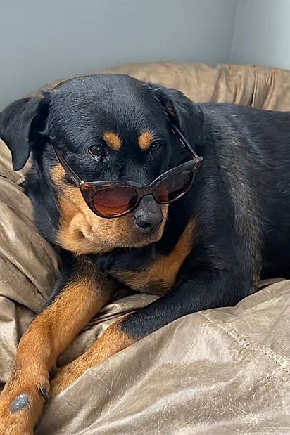 Ziggy, uma cadela da raça rottweiler.