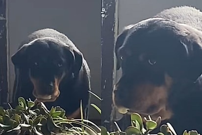 Desconfiada, cadela apenas segura pedaço de pão com medo de cair em outro ‘golpe’
