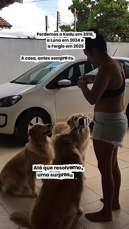 A família costumava ter três goldens.