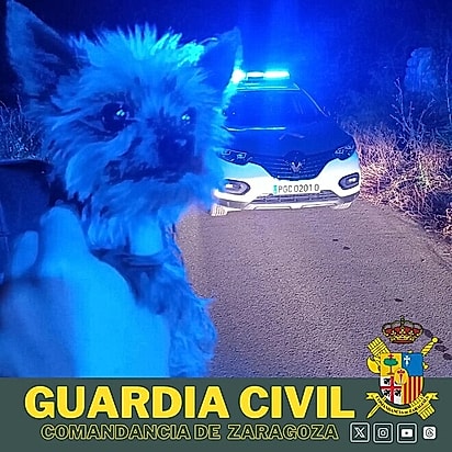 Lucas, um cão Yorkshire, no colo de um policial.