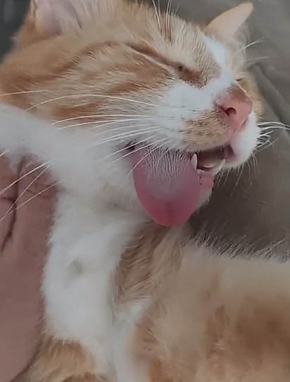 Nino em sono profundo.