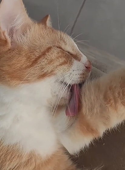 O gato Nino dormia com a língua de fora. 