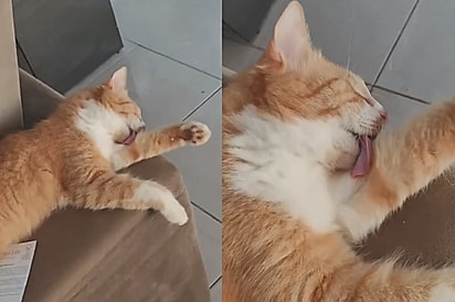 Tutora quase passa mal ao encontrar gato em posição estranha e então descobre a verdade