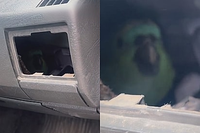 Pássaro resolve se mudar para dentro de carro em empresa e tem a pior reação ao ser convidado a sair