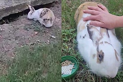 Coelha fofa abandonada em parque passa semanas pedindo ajuda para pessoas até que finalmente alguém lhe nota