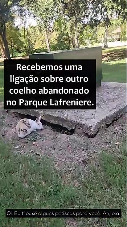 A coelha Clementine estava abandonada em uma praça.