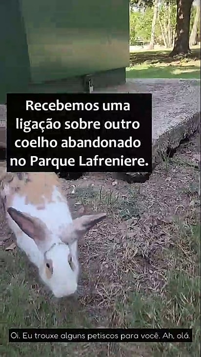 A coelha só queria carinho e que alguém a levasse para casa.