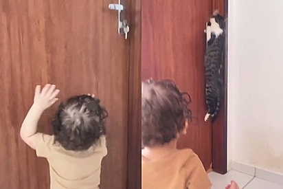 Gata Nazaré fica famosa por aprender linguagem de bebê para realizar as vontades de seu humano favorito e vídeo impressiona