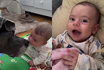 Latido entra, sorriso sai: Bebê reage da maneira especial toda a vez que escuta seu cão gigante