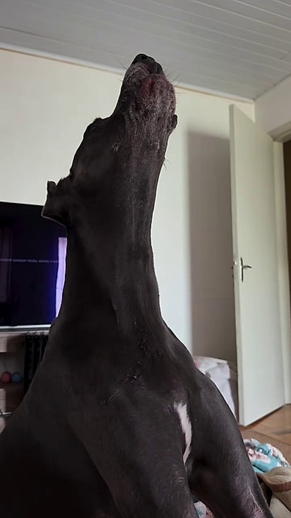 Lebron será um ótimo amigo para mini irmã humana.