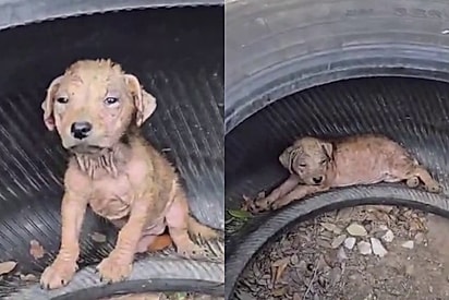 Abandonado em calor escaldante, filhote de cachorro cabisbaixo descobre que a vida pode ser boa após encontrar pessoa amorosa