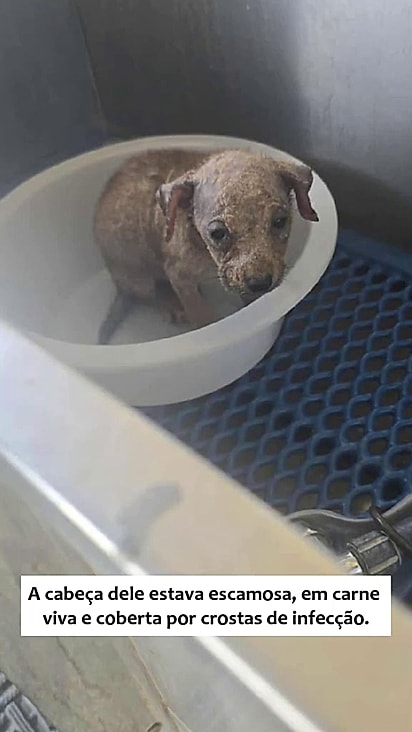 O pequeno estava muito debilitado.