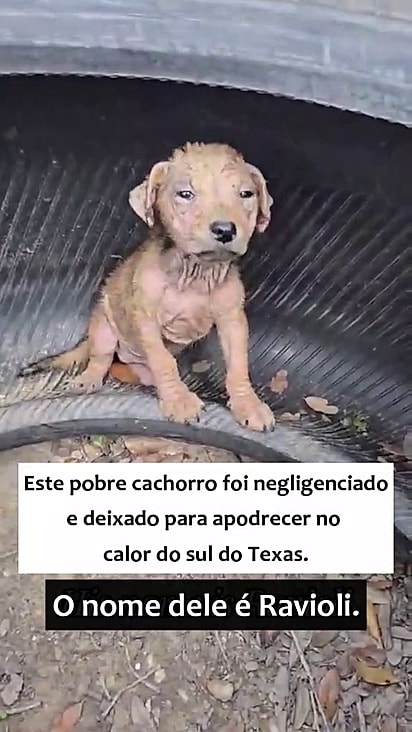 Apesar de sua péssima condição de saúde Ravioli se recuperou.