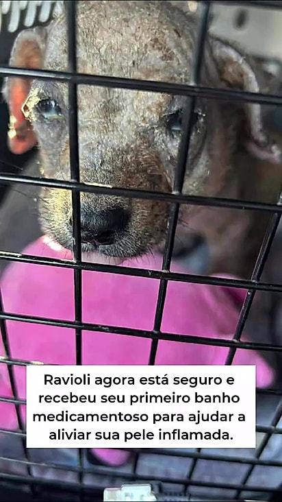 Atualmente ele está adotado e recuperando cada vez mais sua vitalidade.