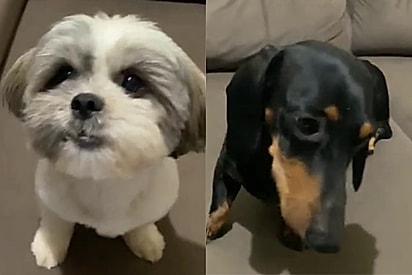 Cão salsicha se apaixona por shih-tzu e filhote nasce um bolinha de pelos espichada