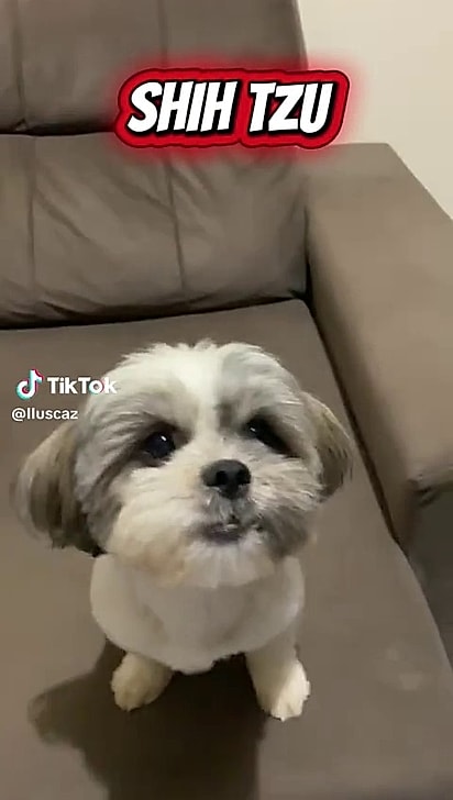 A shih-tzu deu à luz a três filhotes.