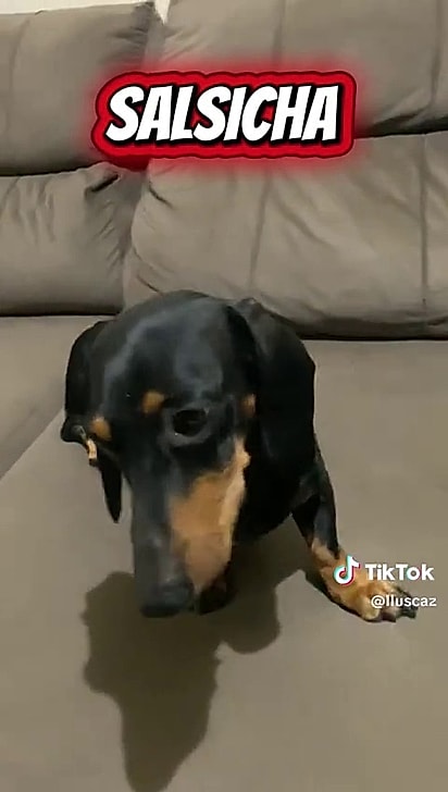 O salsicha se apaixonou pela shih-tzu.