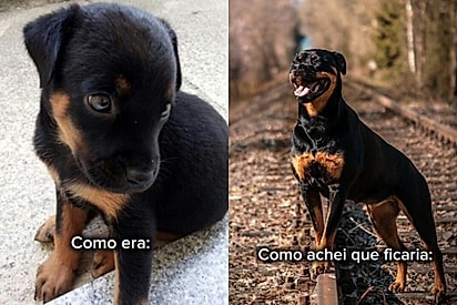 Jovem adota filhote pensando que seria um um rottweiler imponente, mas realidade não poderia ser mais diferente