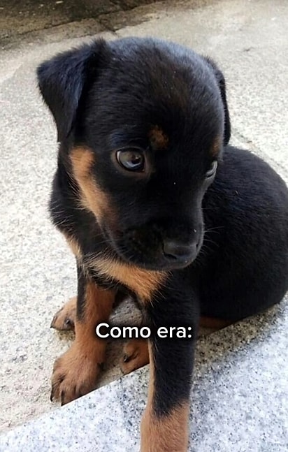 Cachorrinha Mel, quando era filhote.