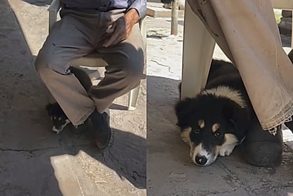 Após 800 km de viagem, filhote de border collie reconhece sua missão ao encontrar idoso solitário