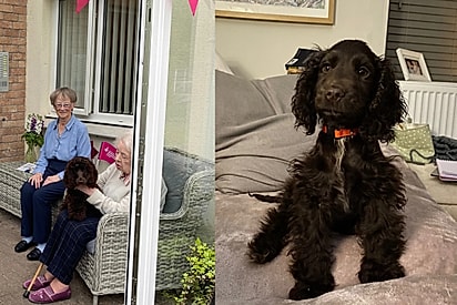 Twiglet, uma cocker spaniel de terapia em uma casa de repouso.