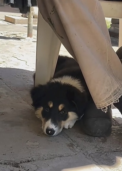 A cachorrinha foi direto até os pés dele, deitou-se ali e não saiu mais.