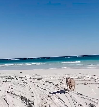 Hoje, Enzo pode desfrutar da liberdade e brincar na praia. Cachorro da raça American Bully XL.