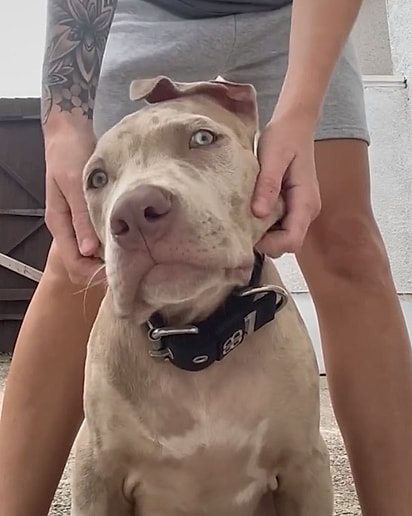 O American Bully XL, Enzo, quando era filhote.