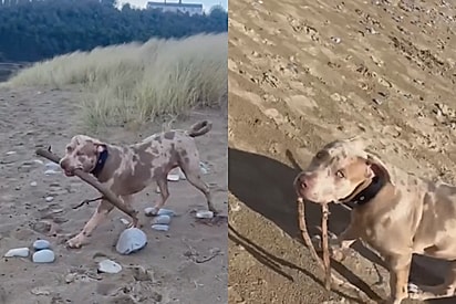 Cachorro da raça American Bully XL. Enzo, um American Bully XL, adorava carregar gravetos.