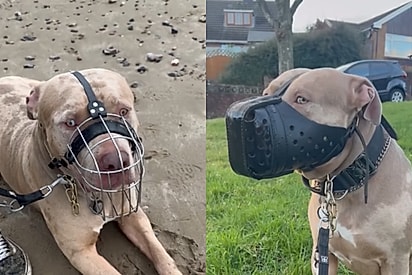 Cachorro da raça American Bully XL. Após raça de cachorro ser proibida, mulher muda de país para que seu pet possa viver em liberdade