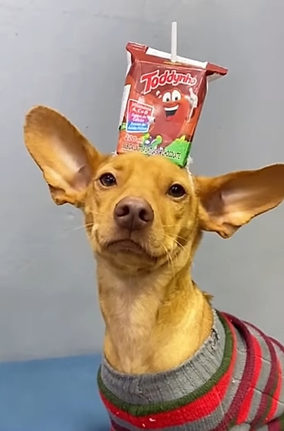 Cachorrinho Manteiga, na creche Baby Dolly Espaço Pet.