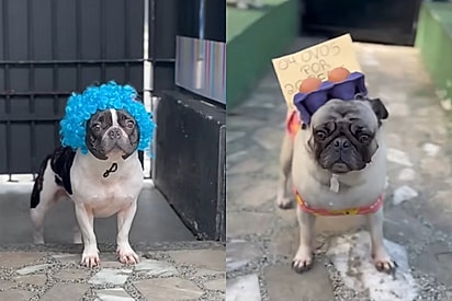 Alguns cães da creche Cão Vip.
