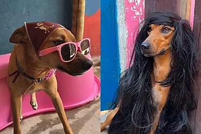 Dia do cabelo maluco: Creche para cães entra na onda de escolas e mostra seus pets com penteados criativos