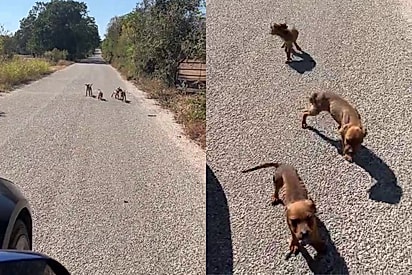 Em pele e osso, quatro vidas abordam motorista e imploram por misericórdia após dias com fome e sede