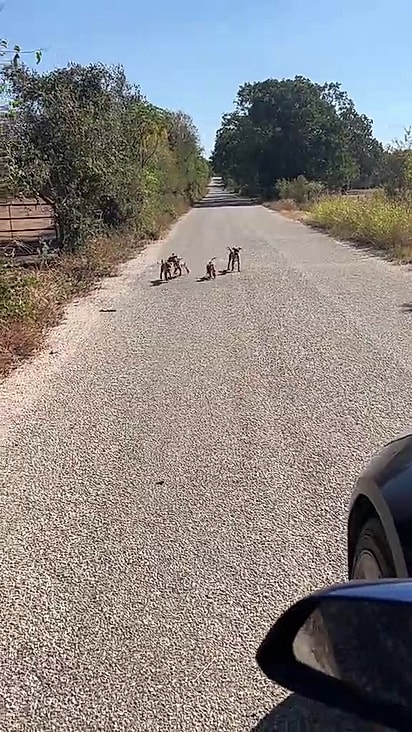 Bita se assustou com a presença deles.