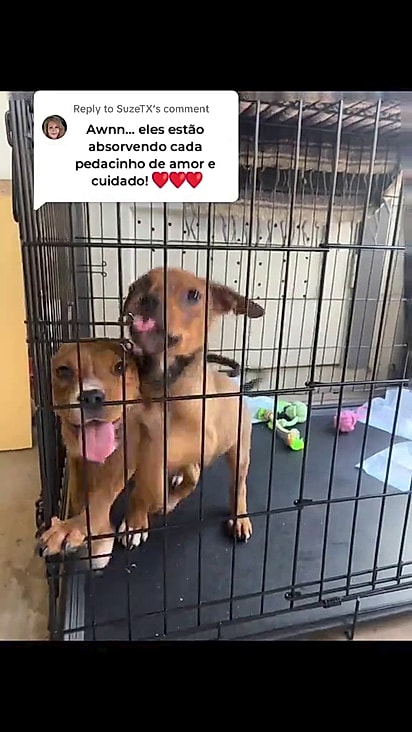 Todos foram resgatados.